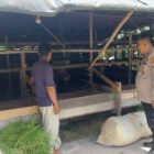 Dukung Ketahanan Pangan, Polsek Kahayan Hilir Sambangi Peternak di Desa Mantaren II