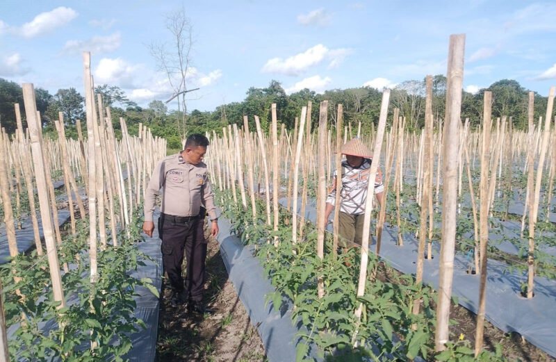 Dukung Ketahanan Pangan, Personel Polsek Maliku Sambangi Pekarangan Warga