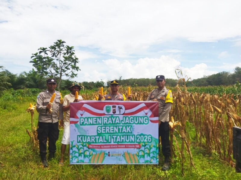 Dukung Asta Cita, Kapolsek Pandih Batu Panen Jagung Bersama Warga di Desa Kantan Dalam
