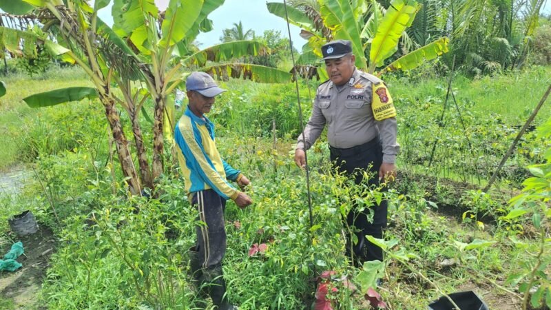 Polsek Kahayan Kuala Dukung Ketahanan Pangan Melalui Pendampingan Petani Cabai