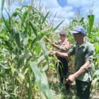 Polsek Maliku Pantau Perkembangan Lahan Jagung di Desa Wonoagung