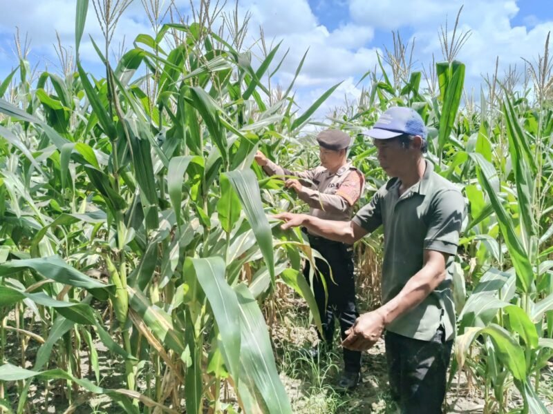 Polsek Maliku Pantau Perkembangan Lahan Jagung di Desa Wonoagung