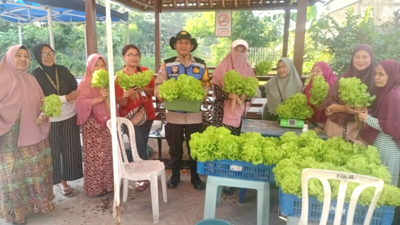Ketahanan Pangan Polsek Krembangan Panen Sawi Hidroponik