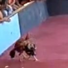 Foto: Polsek Sedati Bungkam, Arena Sabunh Ayam Sedati Didoarjo
