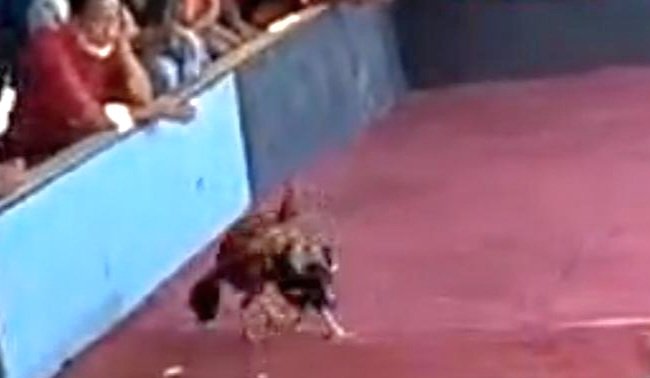 Foto: Polsek Sedati Bungkam, Arena Sabunh Ayam Sedati Didoarjo