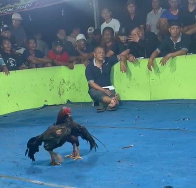 Foto: Beredar Undangan Sabung Ayam Sidoarjo, Aparat Diminta Lakukan Penyelidikan