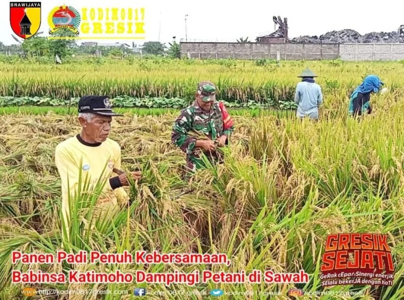 FOTO: Babinsa Hadir di Tengah Sawah, Wujud Nyata Pendampingan Petani