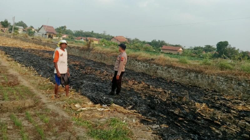 Polsek Tarub memberikan imbauan kepada warga dan pemilik lahan persawahan di sekitar Jalan Tol KM 283, Desa Lebeteng, Kecamatan Tarub, Kabupaten Tegal, untuk mewaspadai aktivitas pembakaran jerami.