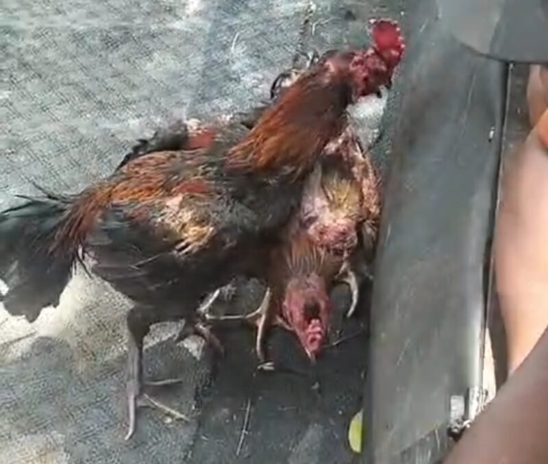 VIRAL Beredar Video Dugaan Sabung Ayam di Kawasan Putat Indah Timur TARGETNEWS.ID/ISTIMEWA