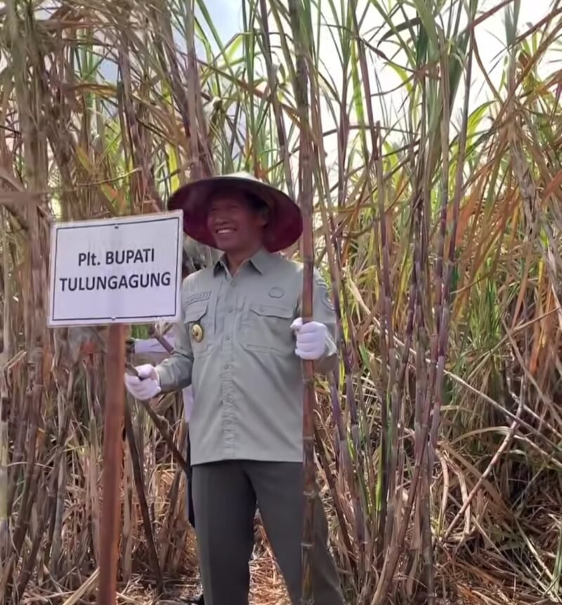 Plt Bupati Tulungagung Ahmad Baharudin melakukan panen perdana tebu Program Bongkar Ratoon Tahun 2025 di Desa Bolorejo, Kecamatan Kauman, Rabu (7/10/2026).