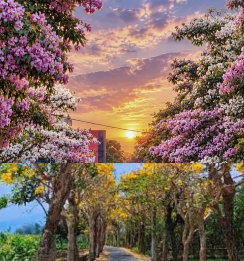 Foto ist: Seminya Bunga Tabebuya Desa Pendem Kota Batu, mirip di Negeri Sakura Jepang