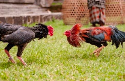 Ilustrasi dugaan aktivitas arena sabung ayam di Kecamatan Loceret dan Sukomoro, Kabupaten Nganjuk. Redaksi masih menunggu klarifikasi resmi dari Polres Nganjuk terkait informasi yang berkembang di masyarakat.